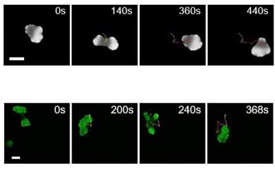 Eduardo Moreno defends his thesis on the modeling of amoeboid cell crawling