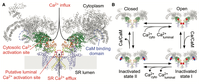 Important results published on a molecular mechanism that causes a type of serious cardiac arrhythmia