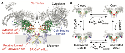 Important results published on a molecular mechanism that causes a type of serious cardiac arrhythmia